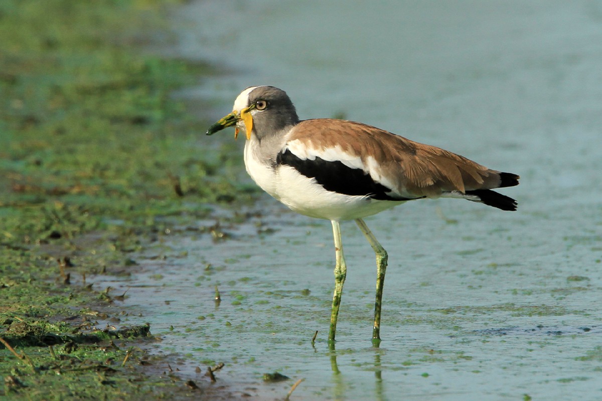 White-headed (White-crowned) Lapwing