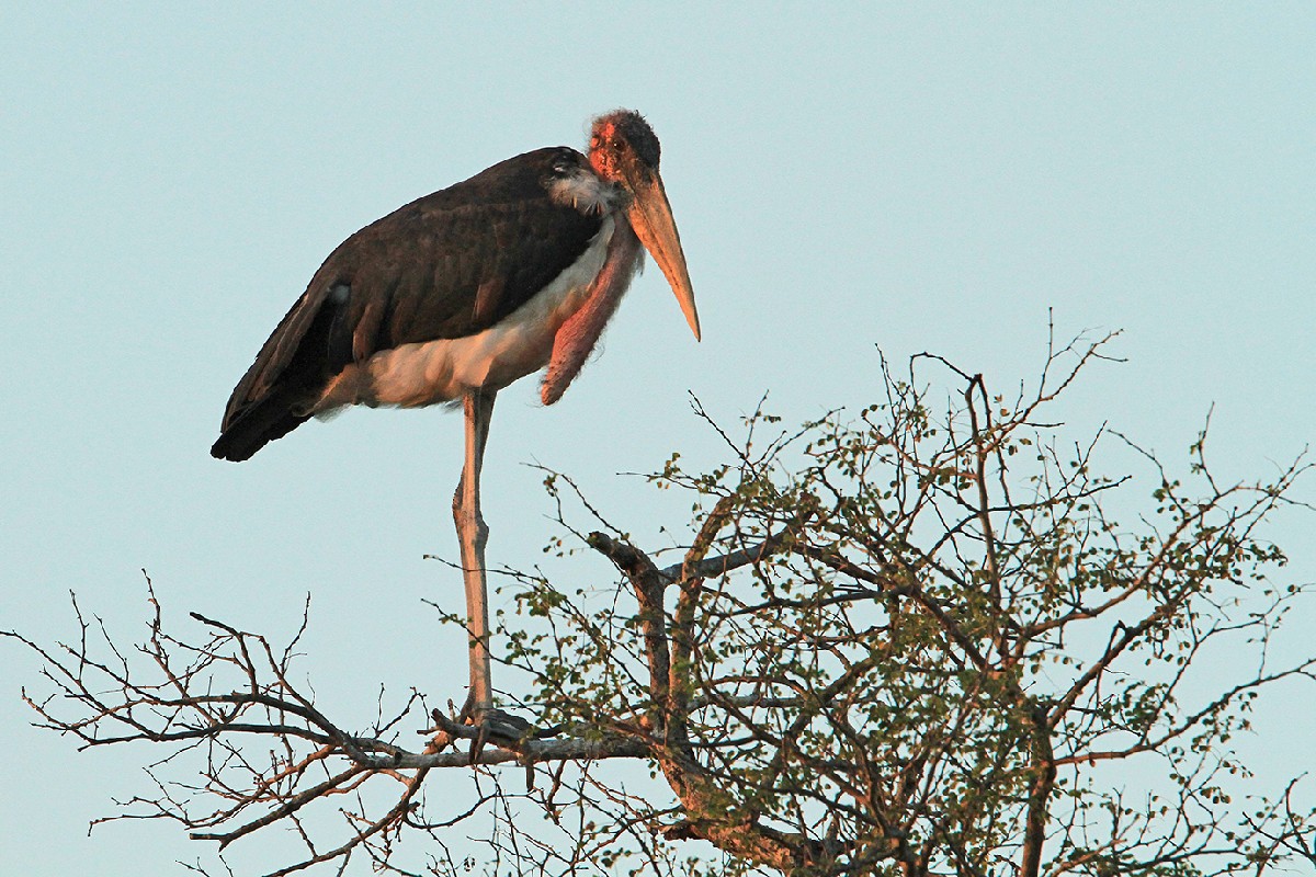 Marabou Stork