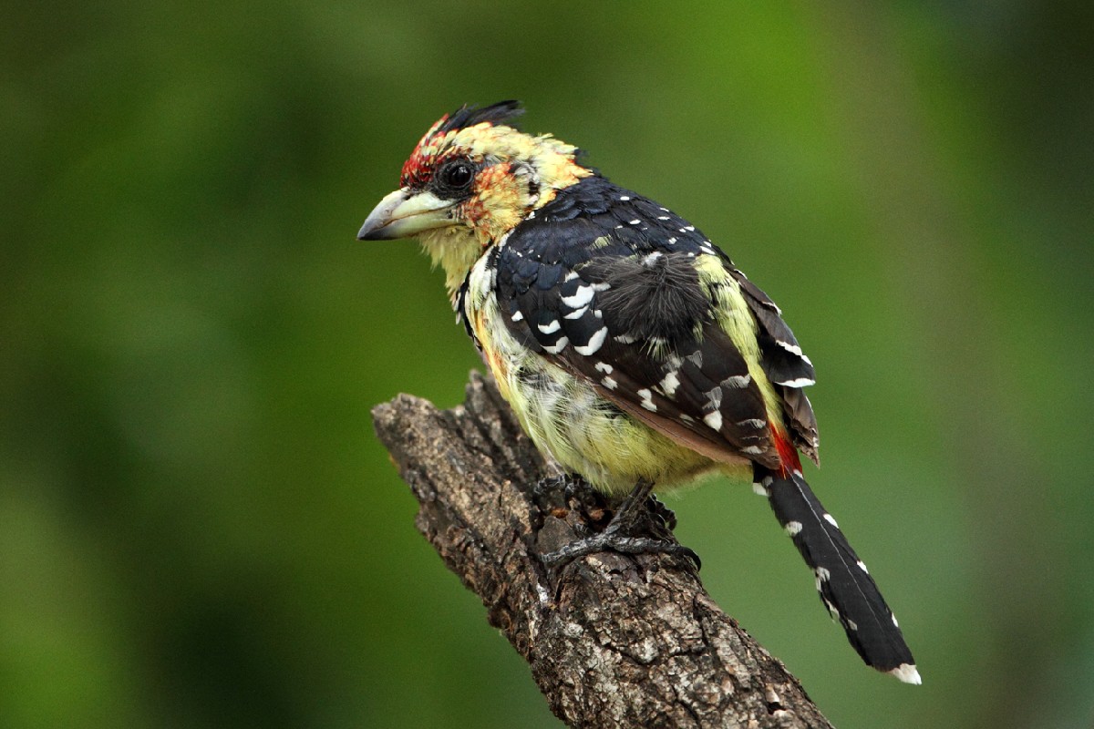 Crested Barbet