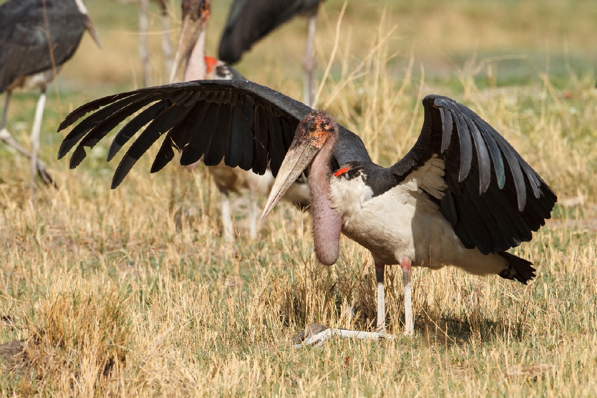 Marabou Stork drying its wing feathers