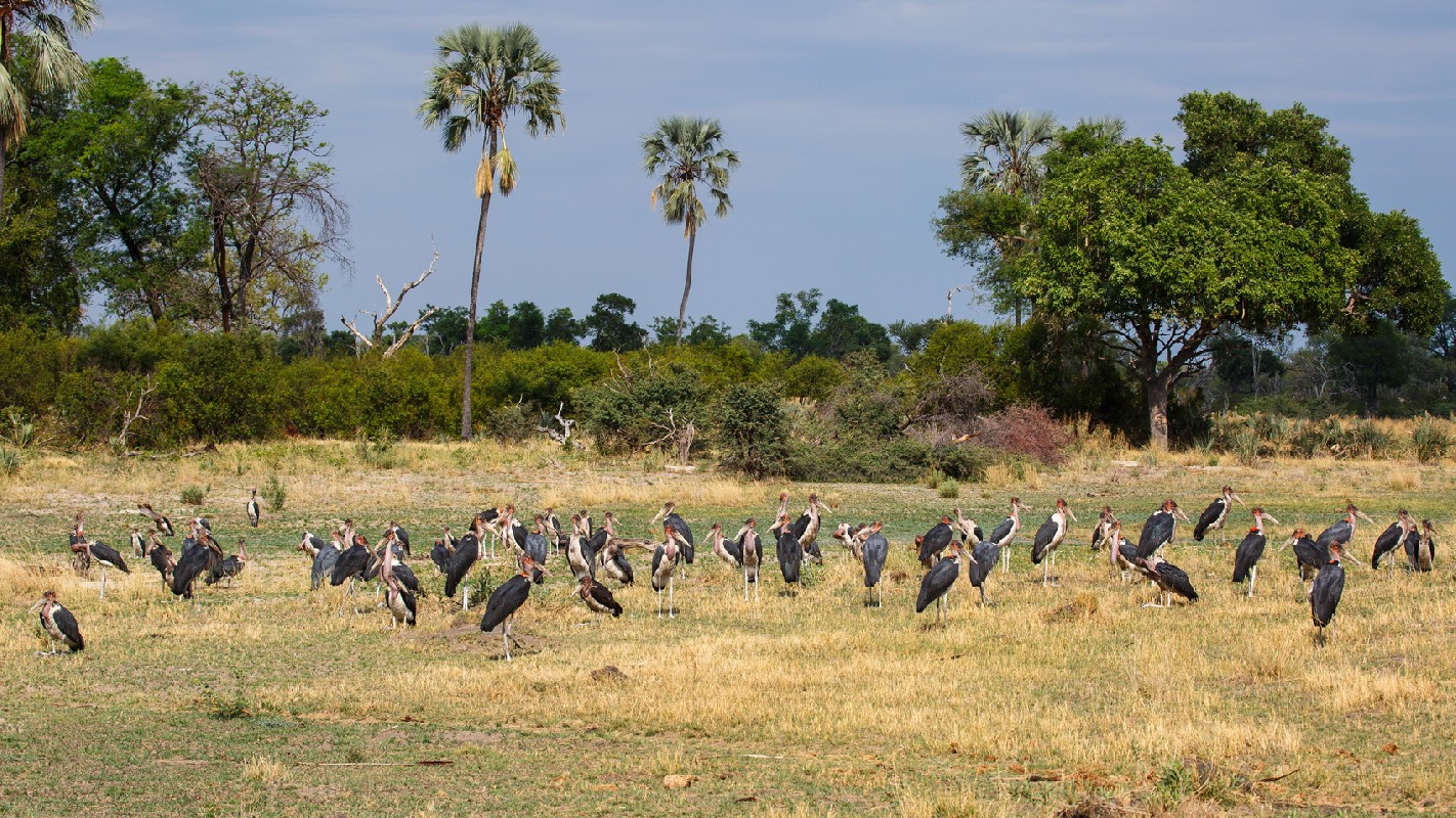 Marabou Stork 