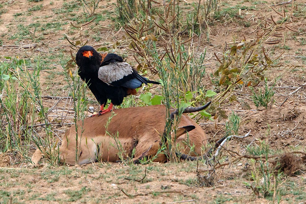 Male Bateleur scavenging on impala carcass on a sand bank in Letaba River