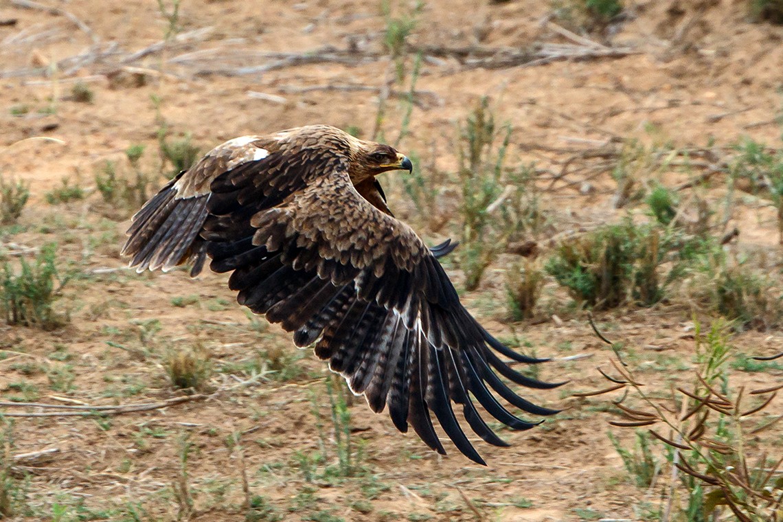 Tawny Eagle taking off from a sand bank in Letaba River