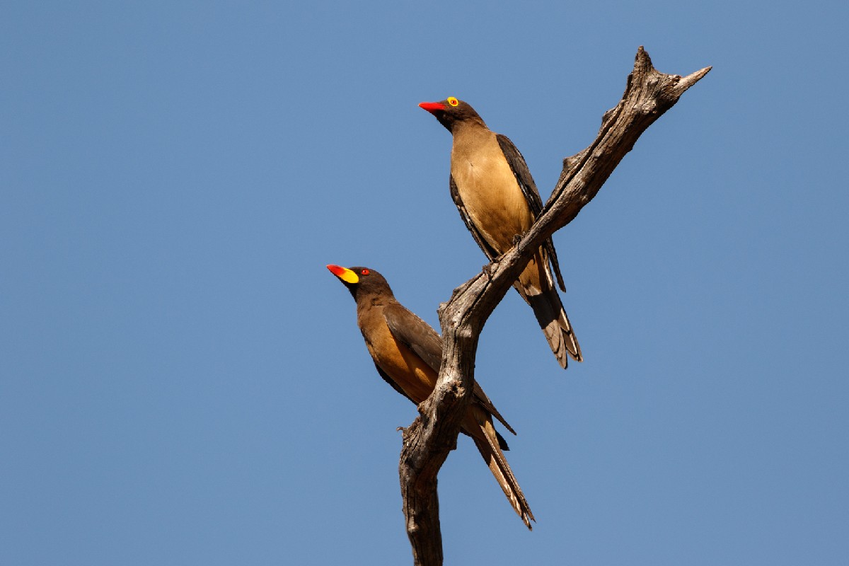 Red-billed Oxpecker perched above Yellow-billed Oxpecker