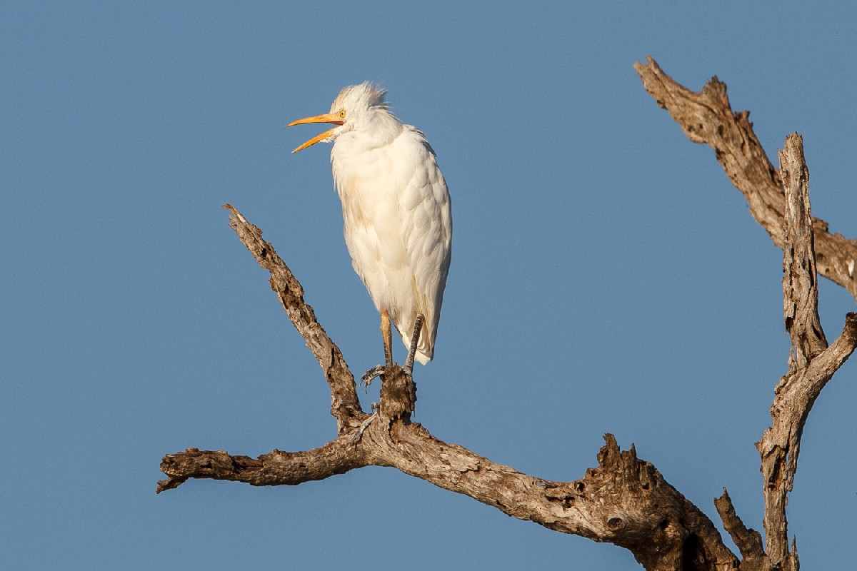 Cattle Egret