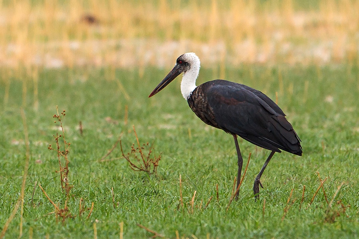 Woolly-necked Stork