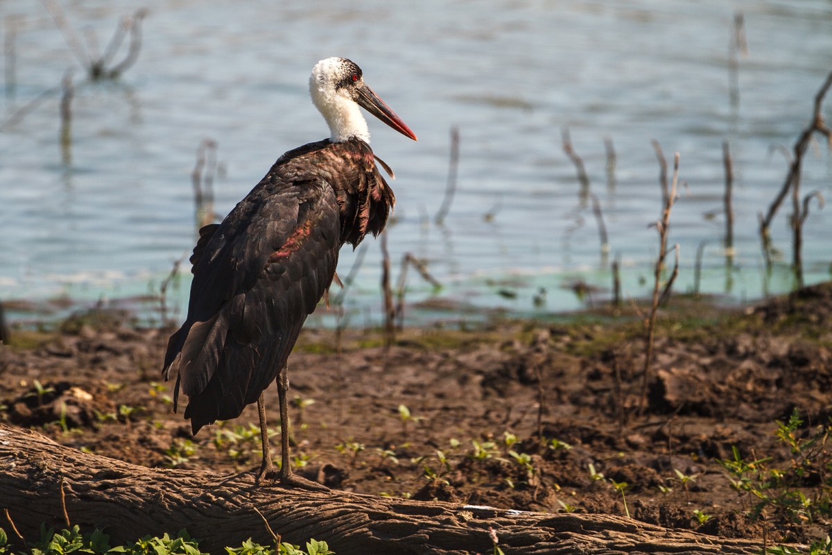 Woolly-necked Stork
