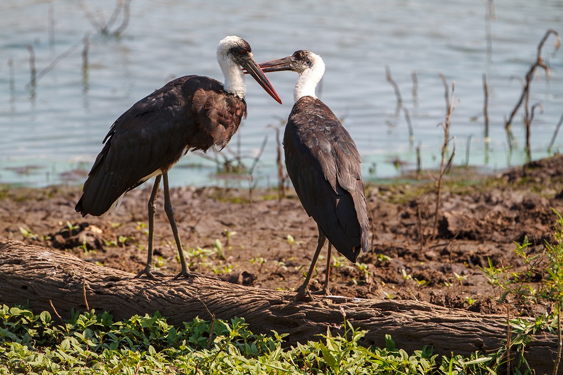Woolly-necked Stork
