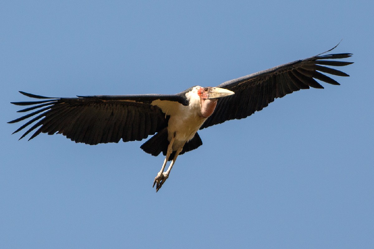 Marabou Stork 