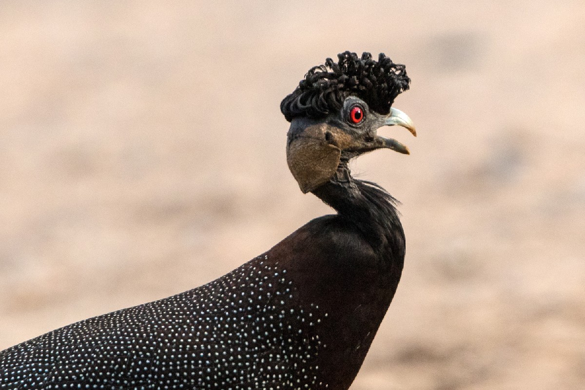 Southern Crested Guineafowl