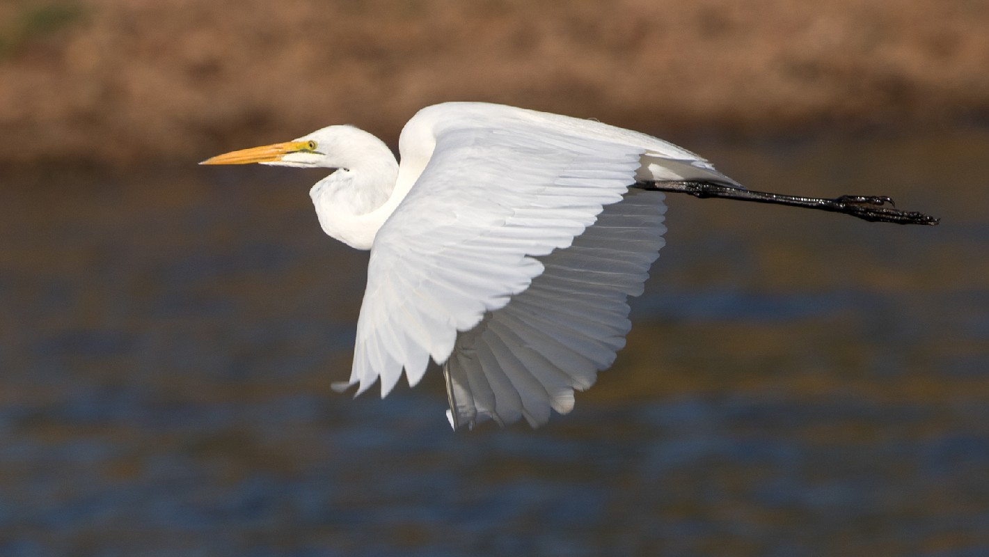Great Egret