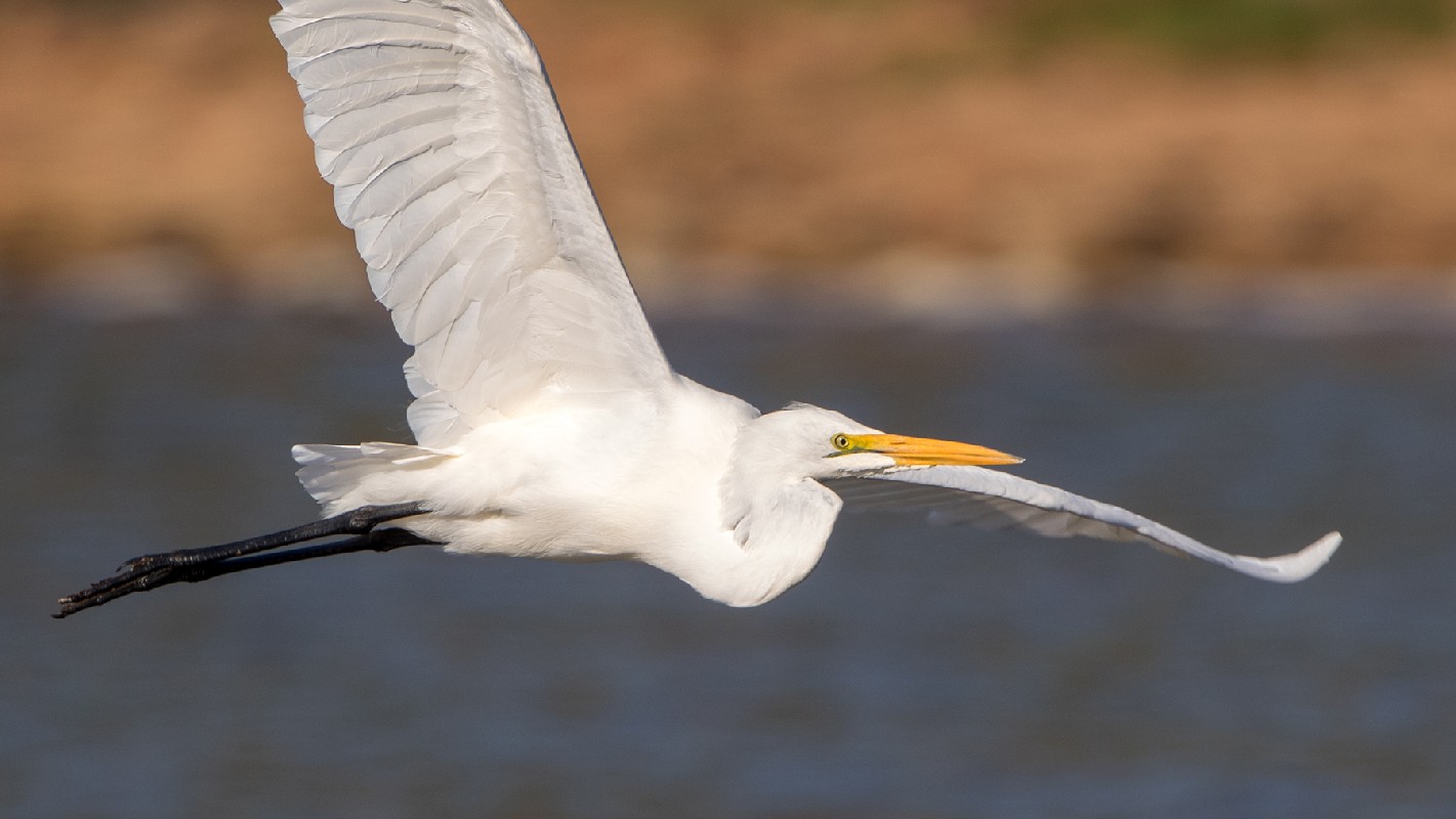 Great Egret