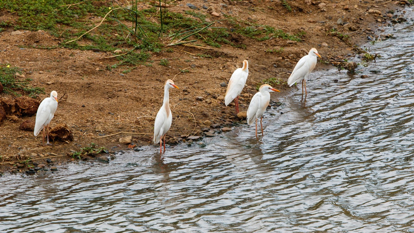 Cattle Egret