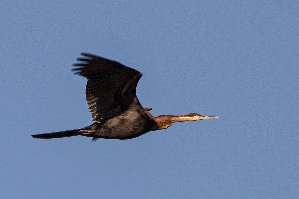 African Darter