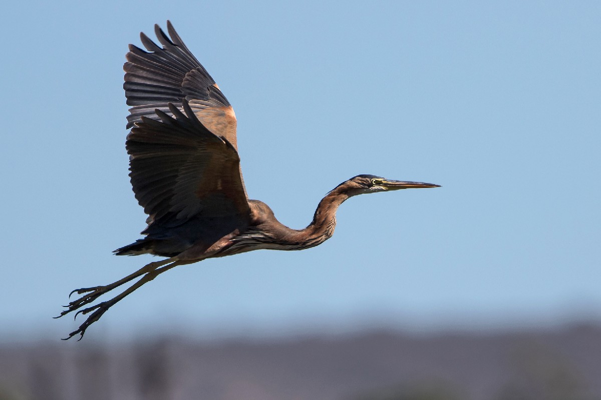 Purple Heron
