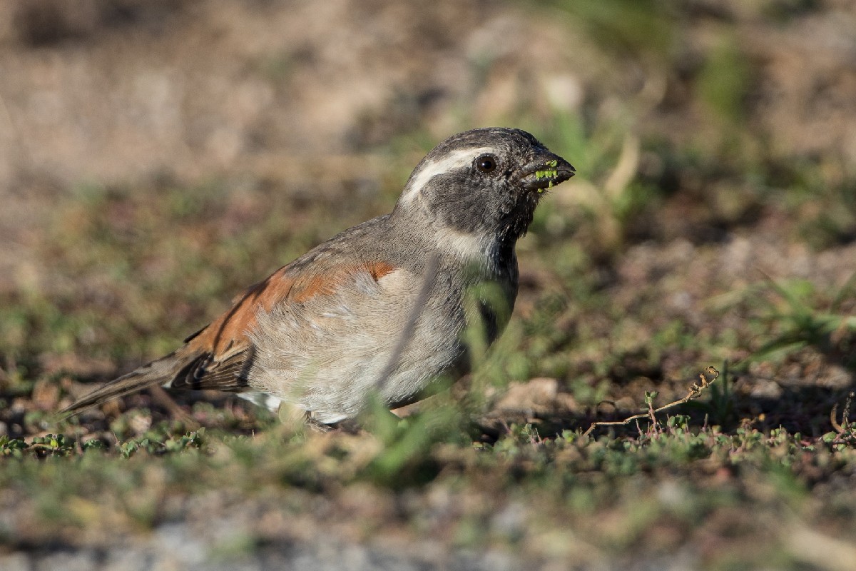 Cape Sparrow