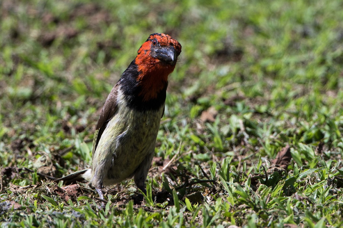 Black-collared Barbet