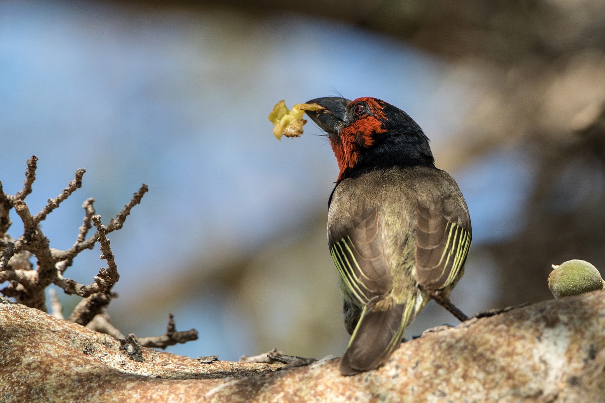 Black-collared Barbet