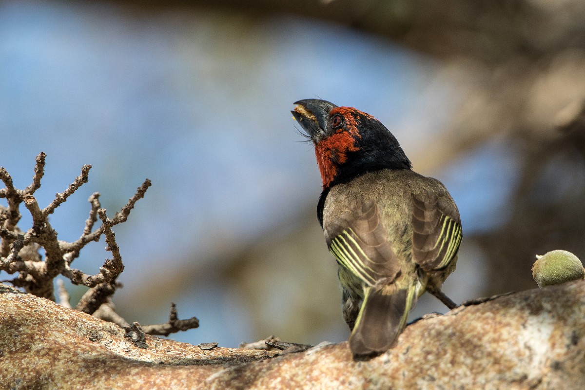 Black-collared Barbet