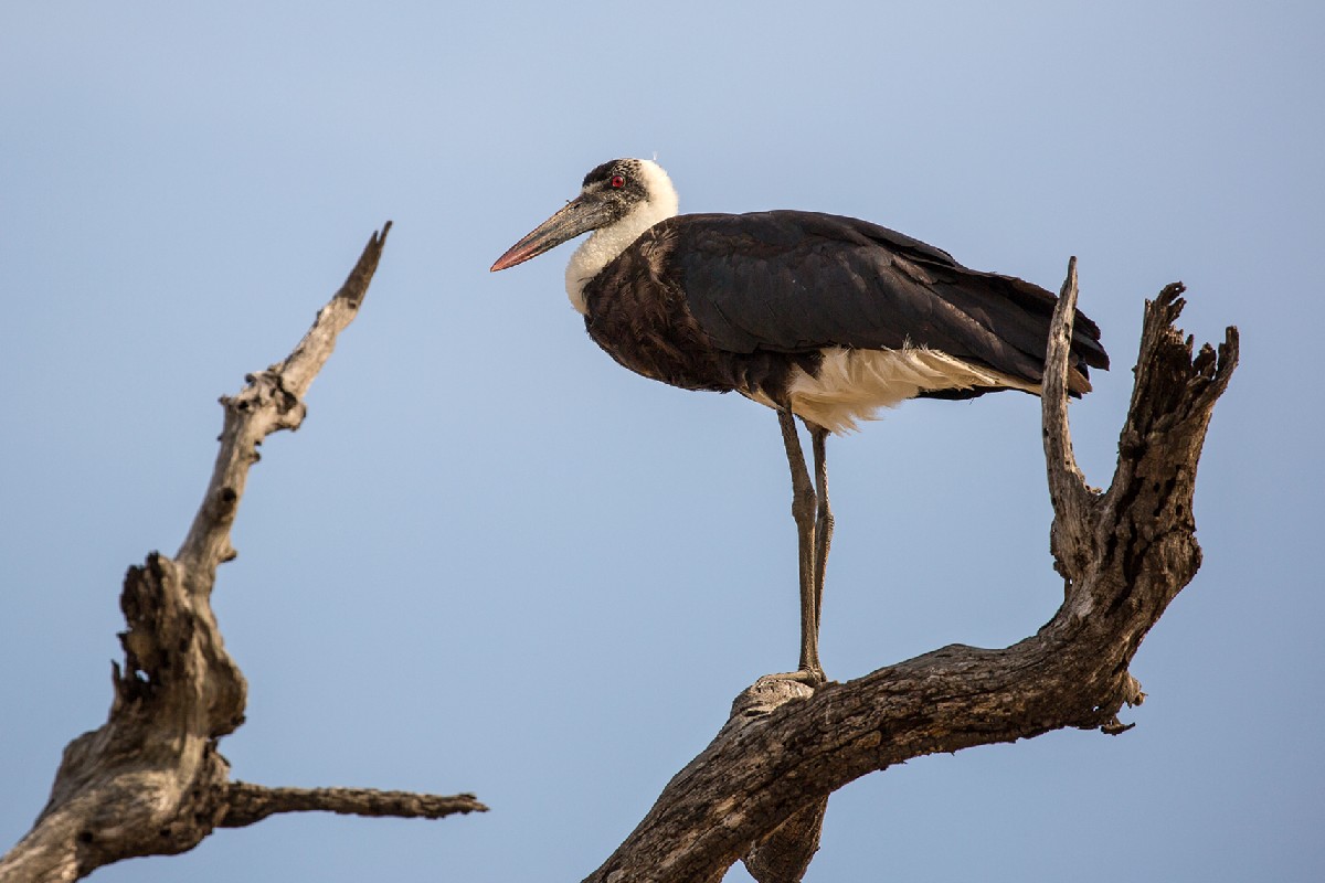 Woolly-necked Stork