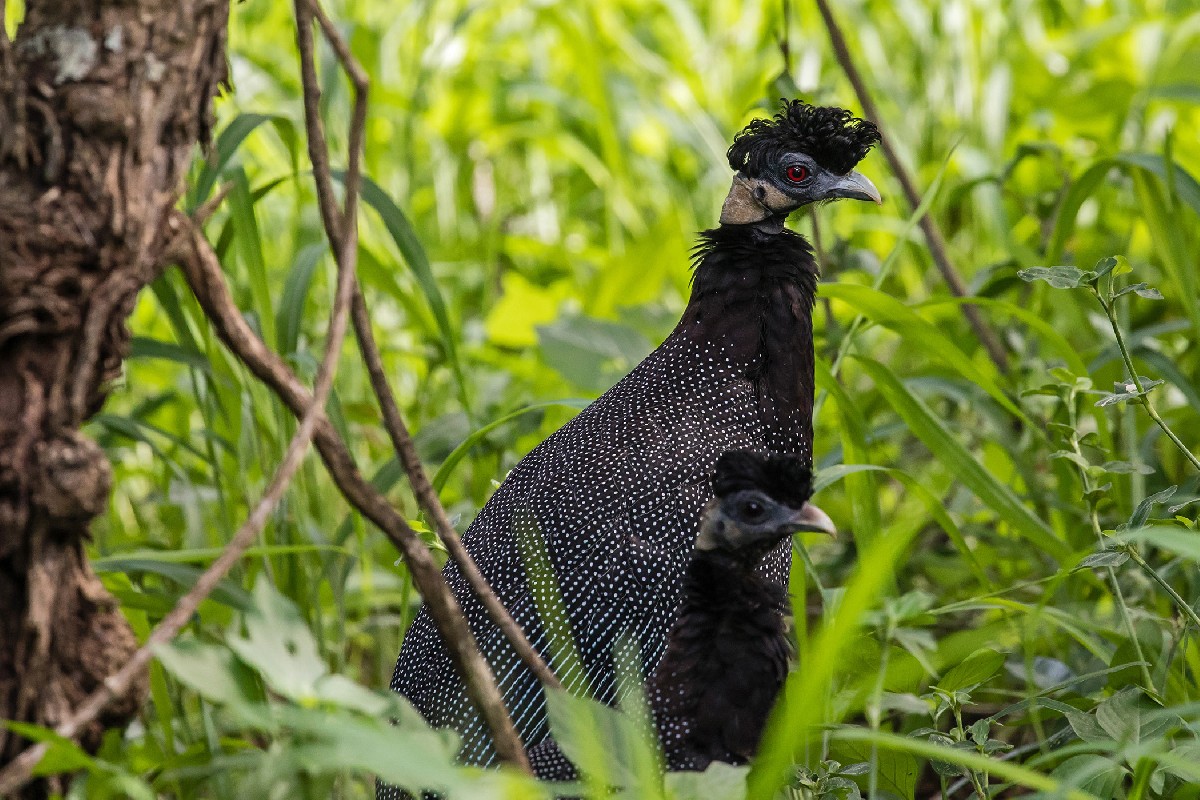 Southern Crested Guineafowl