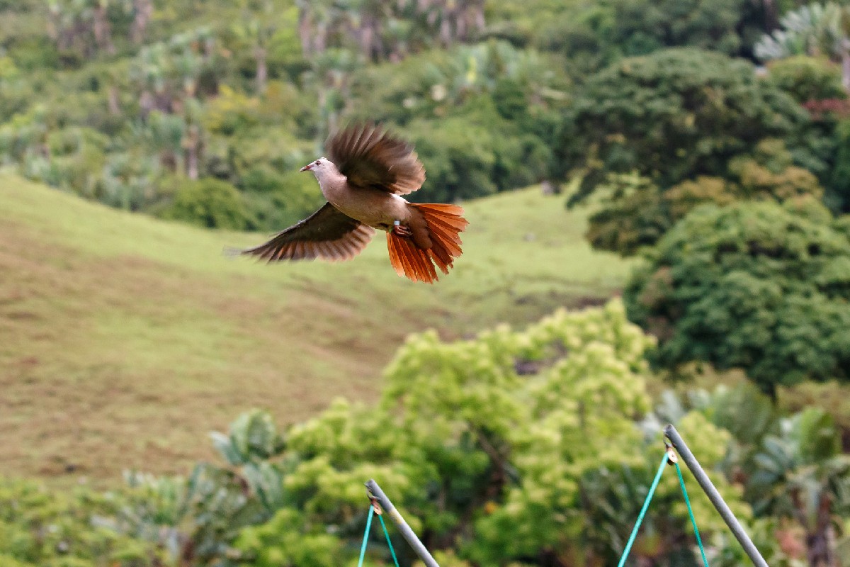 Pink Pigeon flying into new habitat