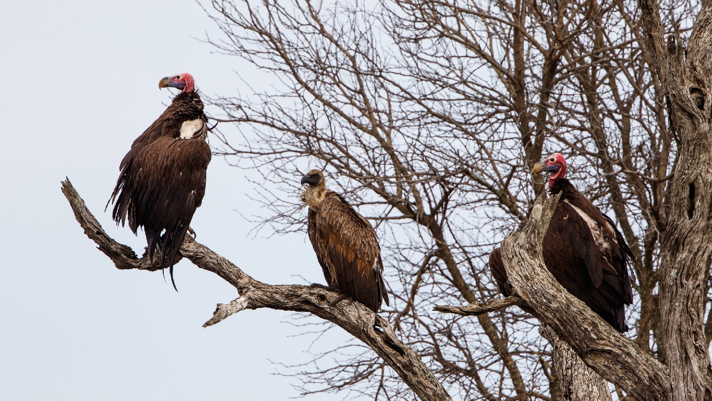 Lappet-faced Vultures with White-backed Vulture