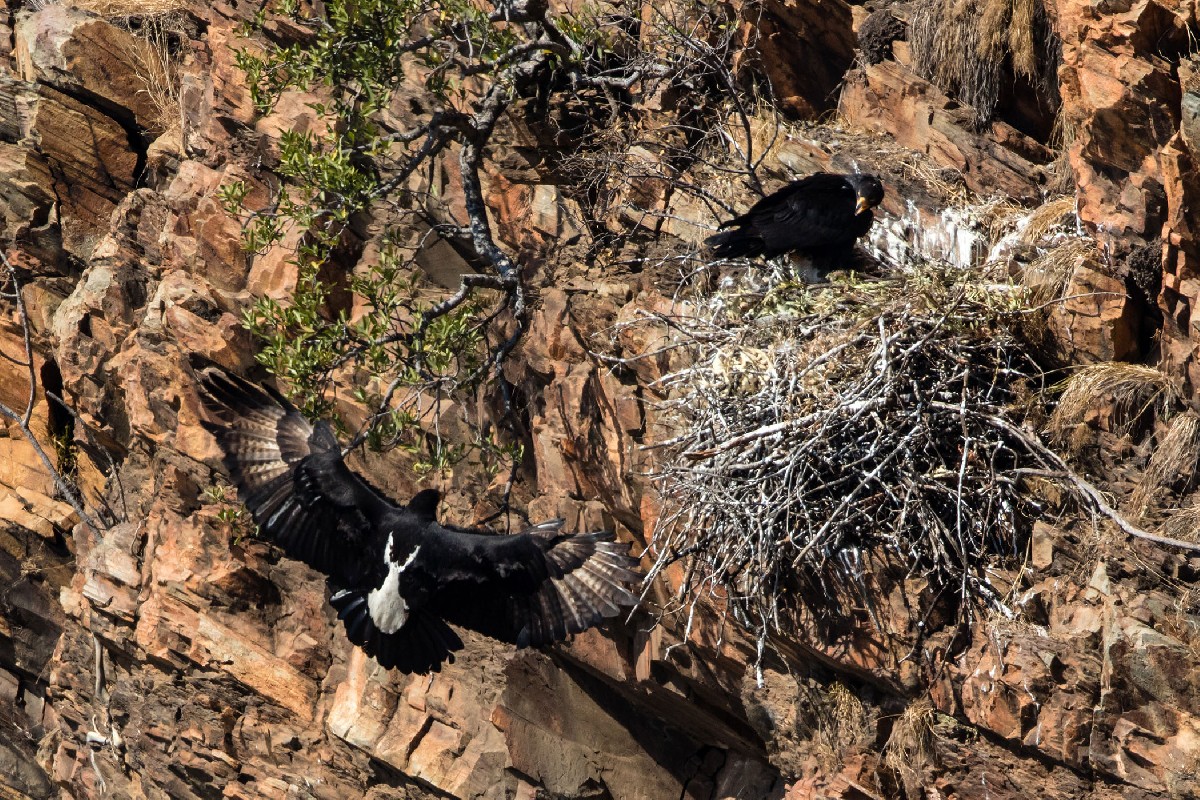 Verreauxs' (Black) Eagle - Male in flight reaching nest 