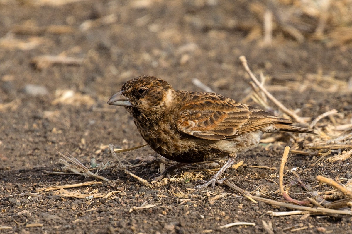 Chestnut-backed Sparrow Lark