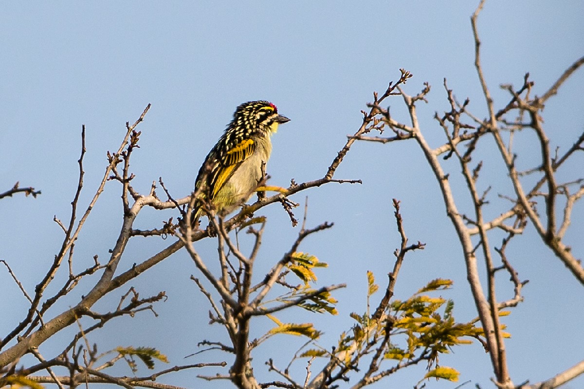 Red-fronted Tinkerbird