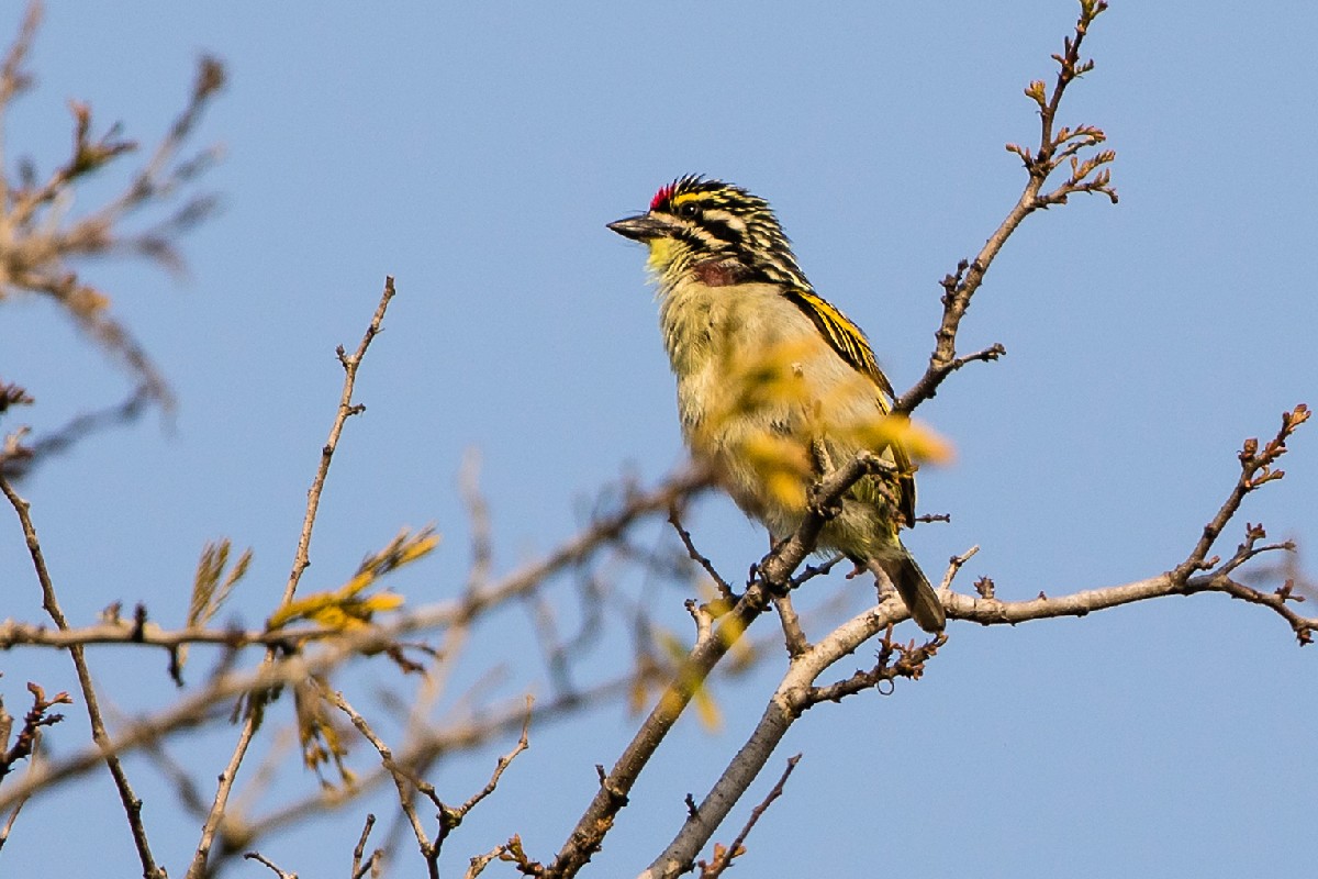 Red-fronted Tinkerbird