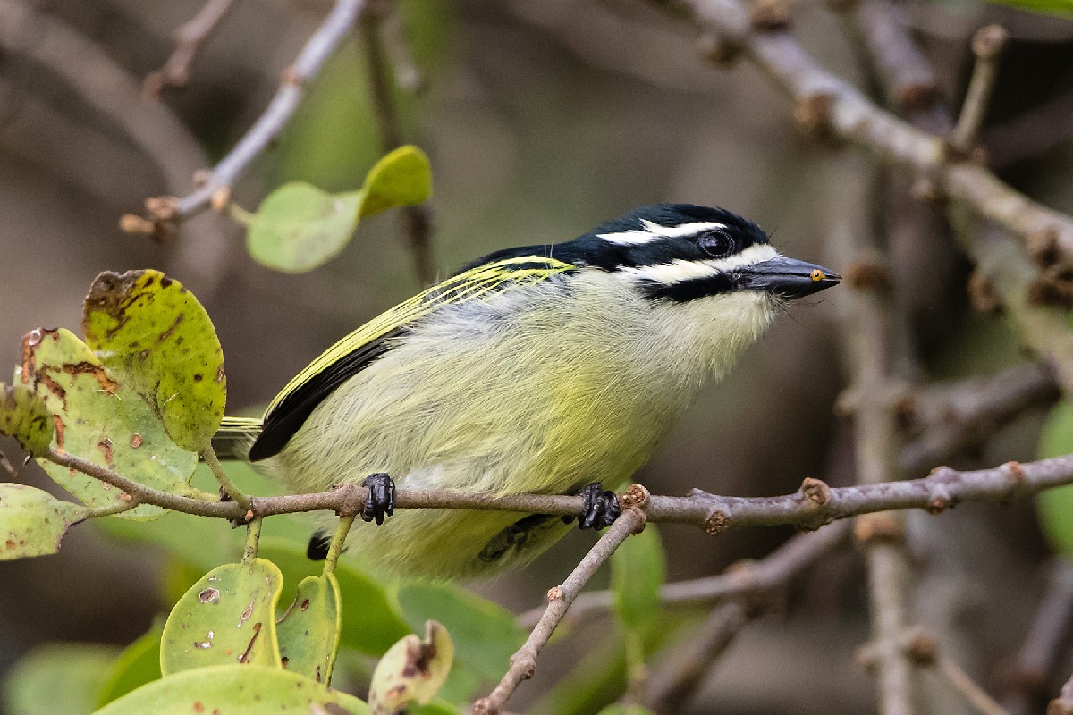 Yellow-rumped Tinkerbird