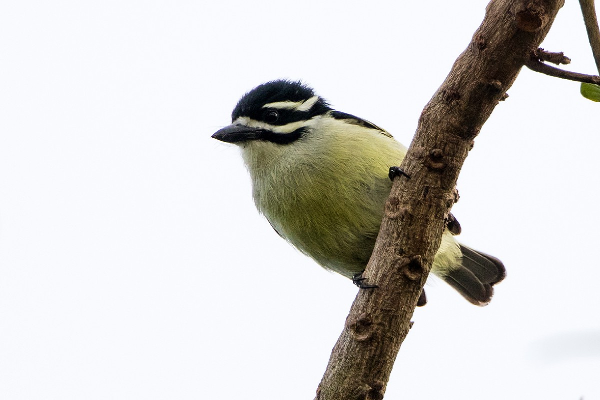 Yellow-rumped Tinkerbird