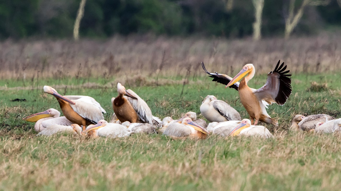 Great White Pelican