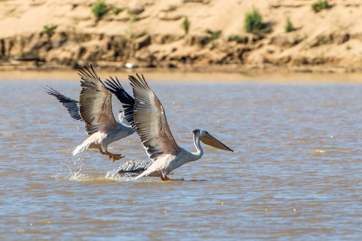 Pink-backed Pelican