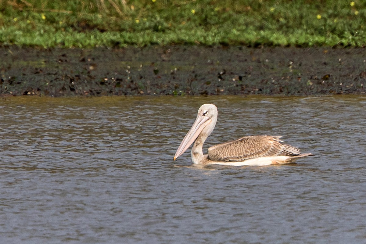 Pink-backed Pelican
