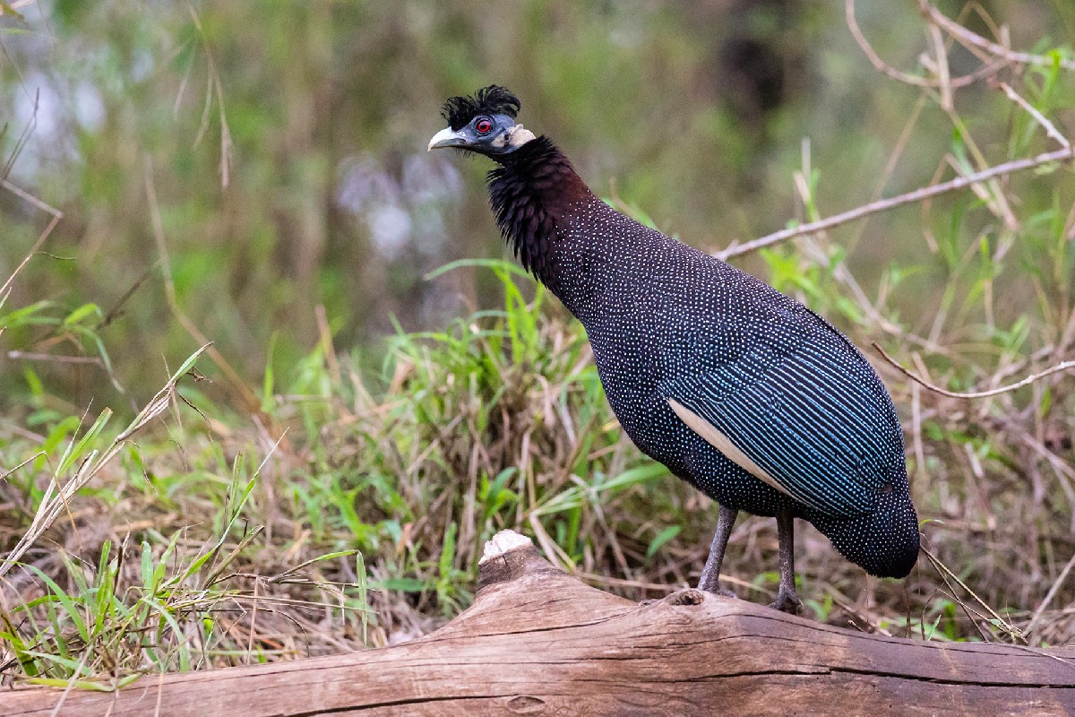 Southern Crested Guineafowl