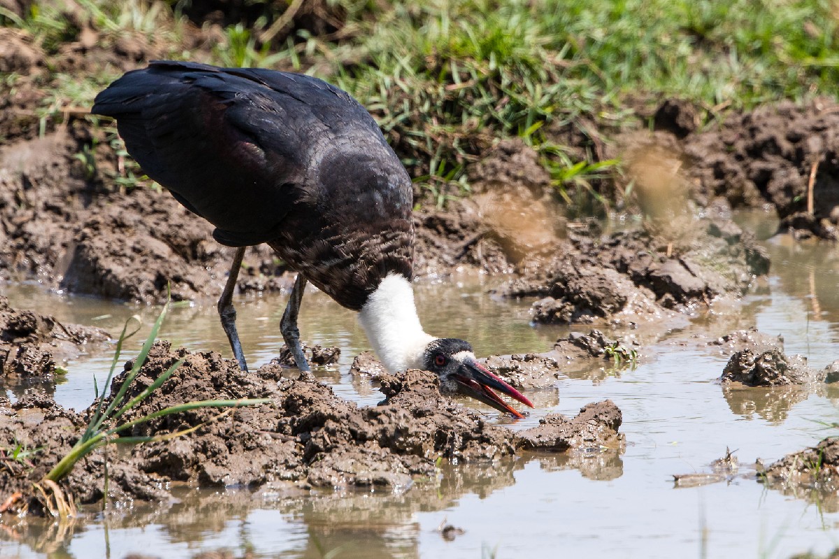 Woolly-necked Stork
