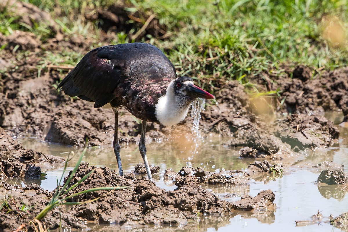 Woolly-necked Stork