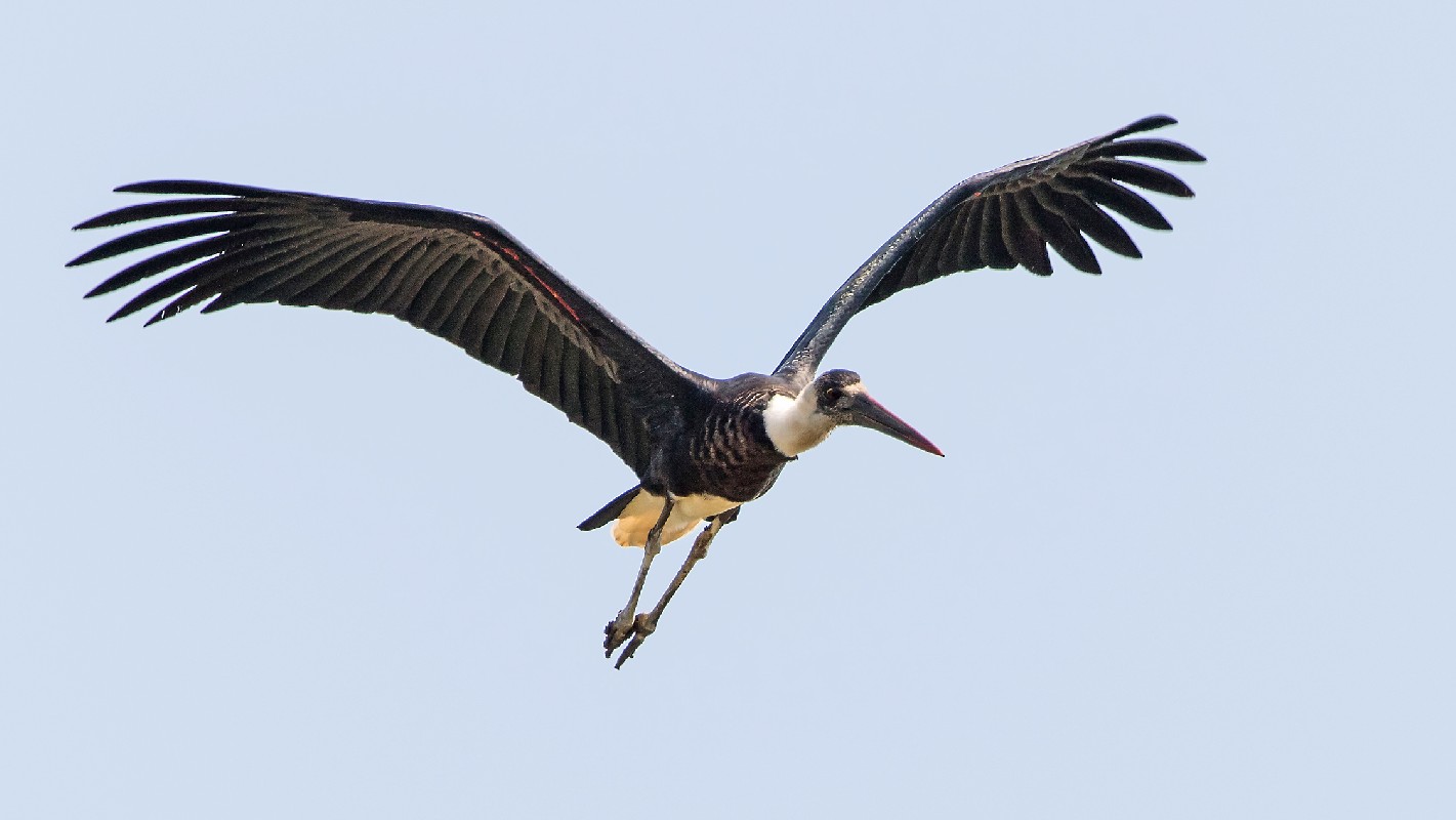 Woolly-necked Stork