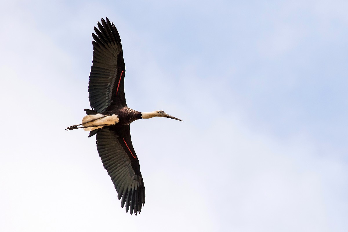 Woolly-necked Stork