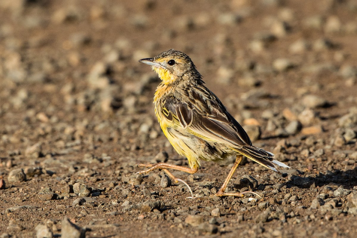 Yellow-breasted Pipit