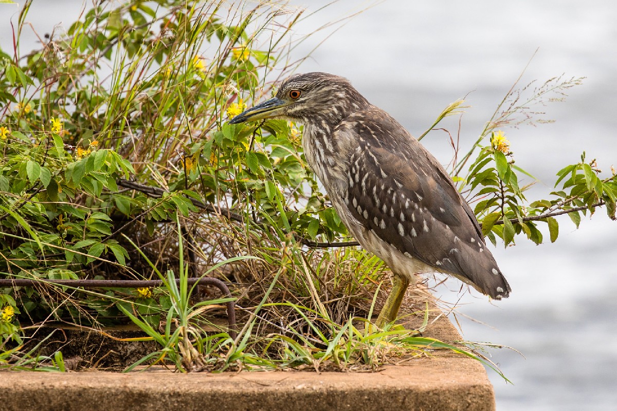 Black-crowned Night Heron