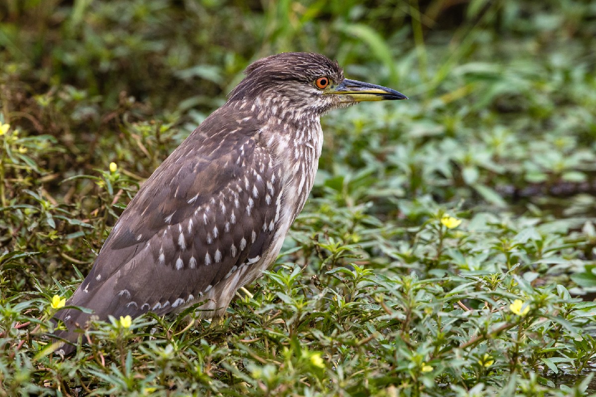 Black-crowned Night Heron