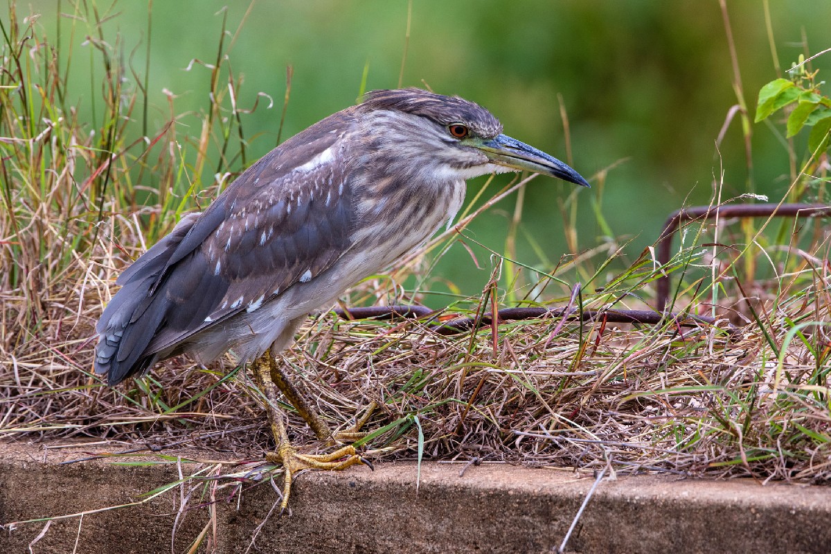 Black-crowned Night Heron