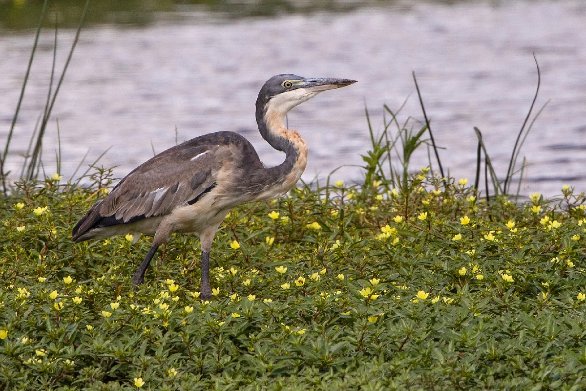 Black-headed Heron
