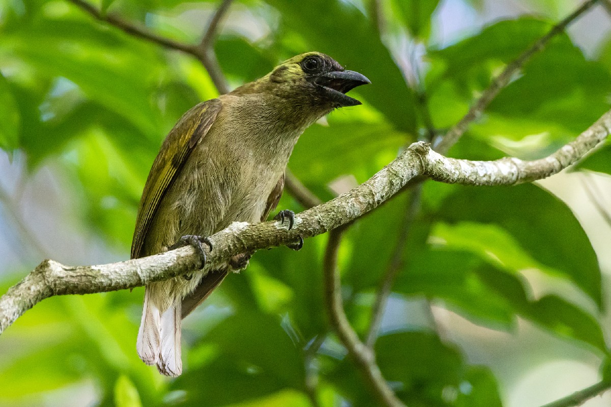 Green Barbet