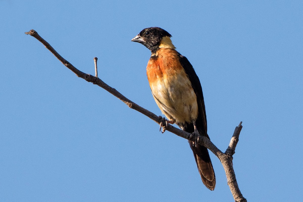 Long-tailed Paradise Whydah - Transitional Male