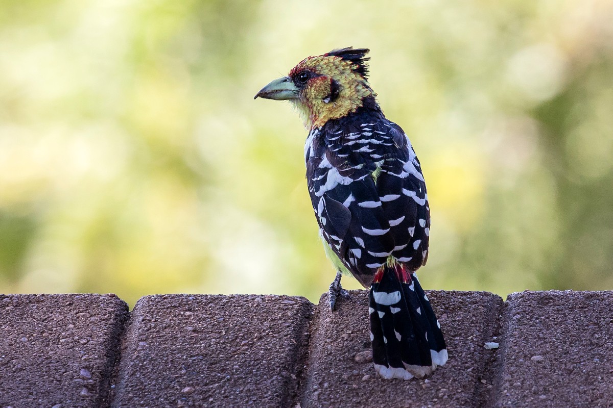 Crested Barbet