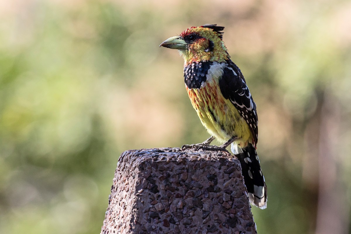 Crested Barbet